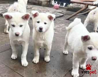 Ράτσα: Ακίτα Γιαπωνέζικος - Akita inu | Ηλικία: 2,5 μηνών | Φύλο: Αρσενικό | Αρ. Microchip: 9745854690626 | Περιοχή: Αττική