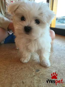 Ράτσα: Μαλτέζ - Maltese | Ηλικία: 2,5 μηνών | Φύλο: Θηλυκό | Αρ. Microchip: 985113009564721 | Ιδιώτης | Εκπαιδευμένο | Pedigree | Περιοχή: Αθήνα, Αττική