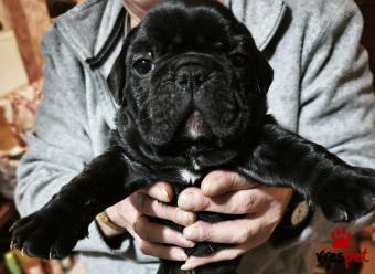 Ράτσα: Γαλλικό Μπουλντόγκ - Bulldog | Ηλικία: 2 μηνών | Φύλο: Αρσενικό | Αρ. Microchip: 3456/2013σ | Ιδιώτης | Περιοχή: Πολίχνη, Θεσσαλονίκη