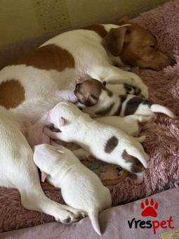 Ράτσα: Τζακ Ράσελ Τεριέ - Jack Russell Terrier | Ηλικία: 3 μηνών | Φύλο: Θηλυκό | Αρ. Microchip: 985113009734721 | Ιδιώτης | Εκπαιδευμένο | Pedigree | Περιοχή: Αθήνα, Αττική