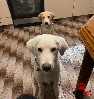 Ράτσα: Άγνωστο - Ημίαιμο | Ηλικία: 7 μηνών | Φύλο: Αρσενικό | Αρ. Microchip: 0000 | Περιοχή: Ζωγράφου, Αττική