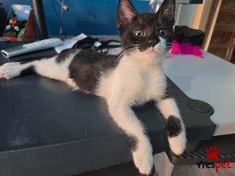 Ράτσα: Άγνωστο - Ημίαιμο | Ηλικία: 3 μηνών | Φύλο: Θηλυκό | Αρ. Microchip: - | Περιοχή: Αττική