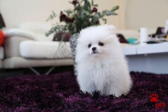 Ράτσα: Πομεράνιαν - Pomeranian | Ηλικία: 2,5 μηνών | Φύλο: Θηλυκό | Αρ. Microchip: 977723468990 | Ιδιώτης | Εκπαιδευμένο | Pedigree | Περιοχή: Αθήνα, Αττική