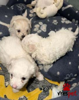 Ράτσα: Μπισόν Φρίζ - Bichon Frise | Ηλικία: 3 μηνών | Φύλο: Θηλυκό | Αρ. Microchip: 9465854690226 | Ιδιώτης | Εκπαιδευμένο | Pedigree | Περιοχή: Αττική