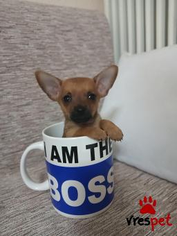 Ράτσα: Τσιχουάουα - Chihuahua | Ηλικία: 2,5 μηνών | Φύλο: Αρσενικό | Αρ. Microchip: 90588776432 | Ιδιώτης | Περιοχή: Βέροια, Μακεδονία