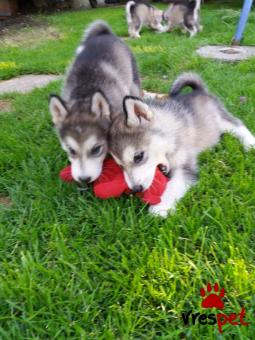 Ράτσα: Μαλαμούτ Αλάσκας - Malamut | Ηλικία: 3 μηνών | Φύλο: Θηλυκό | Αρ. Microchip: 908300290200900 | Ιδιώτης | Εκπαιδευμένο | Pedigree | Περιοχή: Αθήνα, Αττική