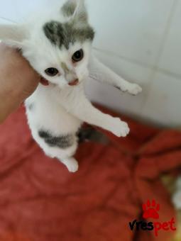 Ράτσα: Άγνωστο - Ημίαιμο | Ηλικία: 2 μηνών | Φύλο: Θηλυκό | Αρ. Microchip: 000000000000000000000 | Ημίαιμο | Περιοχή: Χαϊδάρι, Αττική