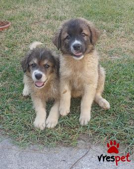 Ράτσα: Ελληνικός Ποιμενικός - Greek Shepherd | Ηλικία: 3 μηνών | Φύλο: Αρσενικό | Αρ. Microchip: - | Ημίαιμο | Περιοχή: Θεσσαλονίκη, Θεσσαλονίκη