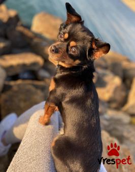 Ράτσα: Πίντσερ - Pinscher | Ηλικία: 4 ετών | Φύλο: Θηλυκό | Αρ. Microchip: 7765 | Για ζευγάρωμα | Περιοχή: Θέρμη, Θεσσαλονίκη