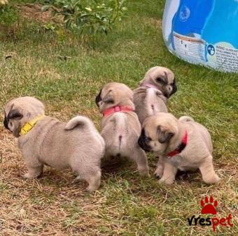 Ράτσα: Πάγκ - Pug | Ηλικία: 2,5 μηνών | Φύλο: Αρσενικό | Αρ. Microchip: 985113229734731 | Ιδιώτης | Εκπαιδευμένο | Pedigree | Περιοχή: Αθήνα, Αττική