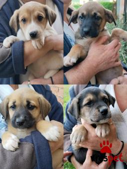 Ράτσα: Άγνωστο - Ημίαιμο | Ηλικία: 2 μηνών | Φύλο: Αρσενικό | Αρ. Microchip: - | Περιοχή: Κιλκίς, Μακεδονία