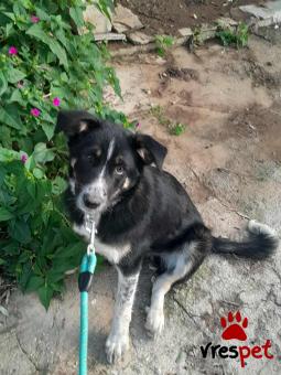 Ράτσα: Άγνωστο - Ημίαιμο | Ηλικία: 5 μηνών | Φύλο: Θηλυκό | Αρ. Microchip: 9012362545478 | Ημίαιμο | Περιοχή: Λαυρεωτική, Αττική