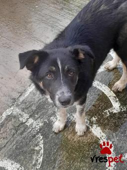 Ράτσα: Ελληνικός Ποιμενικός - Greek Shepherd | Ηλικία: 6 μηνών | Φύλο: Θηλυκό | Αρ. Microchip: 9400034569584 | Ημίαιμο | Περιοχή: Λαυρεωτική, Αττική