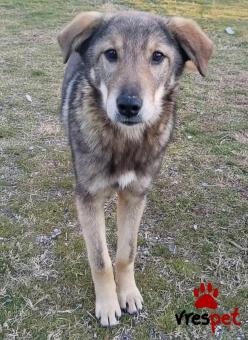 Ράτσα: Άγνωστο - Ημίαιμο | Ηλικία: 6 μηνών | Φύλο: Αρσενικό | Αρ. Microchip: - | Περιοχή: Κιλκίς, Μακεδονία