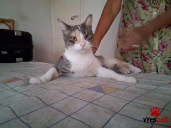 Ράτσα: Άγνωστο - Ημίαιμο | Ηλικία: 5 μηνών | Φύλο: Θηλυκό | Αρ. Microchip: 000000000000000000000 | Ημίαιμο | Περιοχή: Χαϊδάρι, Αττική