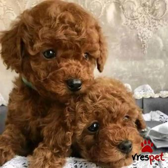 Ράτσα: Κανίς Βερικοκί - Caniche apricot | Ηλικία: 2,5 μηνών | Φύλο: Αρσενικό | Αρ. Microchip: 64744547846471 | Περιοχή: Αττική