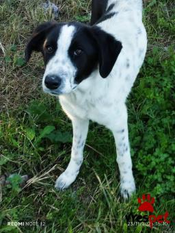 Ράτσα: Άγνωστο - Ημίαιμο | Ηλικία: 6 μηνών | Φύλο: Θηλυκό | Αρ. Microchip: 0000000000000000000000000000000000 | Περιοχή: Διόν Όλυμπος, Μακεδονία