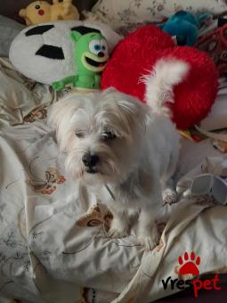 Ράτσα: Μαλτέζ - Maltese | Ηλικία: 2 ετών | Φύλο: Αρσενικό | Αρ. Microchip: 9012362545478 | Ημίαιμο | Περιοχή: Λαυρεωτική, Αττική