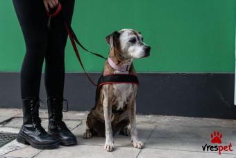 Ράτσα: Άγνωστο - Ημίαιμο | Ηλικία: 5+ | Φύλο: Θηλυκό | Αρ. Microchip: - | Περιοχή: Νέα Σμύρνη, Αττική