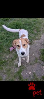 Ράτσα: Άγνωστο - Ημίαιμο | Ηλικία: 5 μηνών | Φύλο: Θηλυκό | Αρ. Microchip: 0000000000000000000000000000000000 | Περιοχή: Διόν Όλυμπος, Μακεδονία