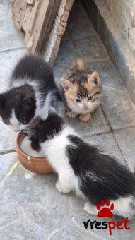 Ράτσα: Άγνωστο - Ημίαιμο | Ηλικία: 2 μηνών | Φύλο: Θηλυκό | Αρ. Microchip: 000000000000000000000 | Ημίαιμο | Περιοχή: Χαϊδάρι, Αττική