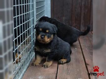 Ράτσα: Ροτβάϊλερ - Rottweiler | Ηλικία: 2,5 μηνών | Φύλο: Αρσενικό | Αρ. Microchip: 675887439754368 | Περιοχή: Αθήνα, Αττική