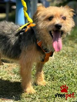 Ράτσα: Γιόρκσάϊρ τεριέ - Yorkshire Terrier | Ηλικία: 5+ | Φύλο: Αρσενικό | Αρ. Microchip: - | Περιοχή: Κιλκίς, Μακεδονία
