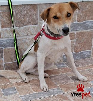 Ράτσα: Τζακ Ράσελ Τεριέ - Jack Russell Terrier | Ηλικία: 1 έτους | Φύλο: Αρσενικό | Αρ. Microchip: 0 | Ημίαιμο | Περιοχή: Γλυφάδα, Αττική