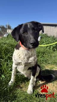 Ράτσα: Άγνωστο - Ημίαιμο | Ηλικία: 1 έτους | Φύλο: Αρσενικό | Αρ. Microchip: 0 | Ημίαιμο | Περιοχή: Γλυφάδα, Αττική