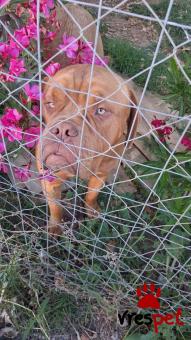 Ράτσα: Ντογκ ντε Μπορντώ - Dogue de Bordeaux | Ηλικία: 1 έτους | Φύλο: Αρσενικό | Αρ. Microchip: 100255000020165 | Ιδιώτης | Περιοχή: Θερμαϊκός, Θεσσαλονίκη