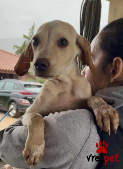 Ράτσα: Άγνωστο - Ημίαιμο | Ηλικία: 4 μηνών | Φύλο: Αρσενικό | Αρ. Microchip: 000000000000008 | Περιοχή: Καλύβια Θορικού, Αττική