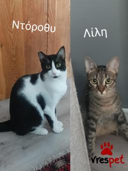 Ράτσα: Άγνωστο - Ημίαιμο | Ηλικία: 1 έτους | Φύλο: Θηλυκό | Αρ. Microchip: Ο | Περιοχή: Λυκόβρυση Πεύκη, Αττική