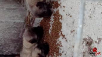 Ράτσα: Ποιμενικός Καυκάσου - Caucasian Sheepdog | Ηλικία: 2 μηνών | Φύλο: Αρσενικό | Αρ. Microchip: 2454387678 | Ιδιώτης | Περιοχή: Καρδίτσα, Θεσσαλία