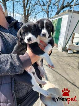 Ράτσα: Λαμπραντόρ - Labrador | Ηλικία: 3 μηνών | Φύλο: Αρσενικό | Αρ. Microchip: - | Ημίαιμο | Περιοχή: Θεσσαλονίκη, Θεσσαλονίκη