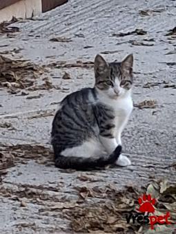 Ράτσα: Άγνωστο - Ημίαιμο | Ηλικία: 2,5 μηνών | Φύλο: Αρσενικό | Αρ. Microchip: 000000000000000000000 | Ημίαιμο | Περιοχή: Χαϊδάρι, Αττική