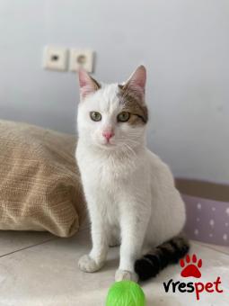 Ράτσα: Άγνωστο - Ημίαιμο | Ηλικία: 6 μηνών | Φύλο: Αρσενικό | Αρ. Microchip: 0 | Ημίαιμο | Περιοχή: Μάνδρα Ειδύλλια, Αττική