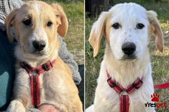 Ράτσα: Άγνωστο - Ημίαιμο | Ηλικία: 3 μηνών | Φύλο: Αρσενικό | Αρ. Microchip: - | Περιοχή: Κιλκίς, Μακεδονία