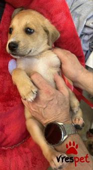 Ράτσα: Άγνωστο - Ημίαιμο | Ηλικία: 2 μηνών | Φύλο: Θηλυκό | Αρ. Microchip: 000000000000008 | Περιοχή: Καλύβια Θορικού, Αττική