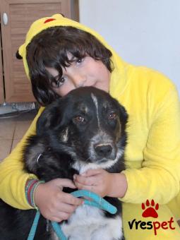 Ράτσα: Ελληνικός Ποιμενικός - Greek Shepherd | Ηλικία: 8 μηνών | Φύλο: Θηλυκό | Αρ. Microchip: 9012362545478 | Ημίαιμο | Περιοχή: Λαυρεωτική, Αττική