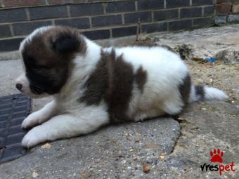 Ράτσα: Ακίτα Γιαπωνέζικος - Akita inu | Ηλικία: 2,5 μηνών | Φύλο: Αρσενικό | Αρ. Microchip: 982067800245780 | Ιδιώτης | Εκπαιδευμένο | Pedigree | Περιοχή: Αθήνα, Αττική