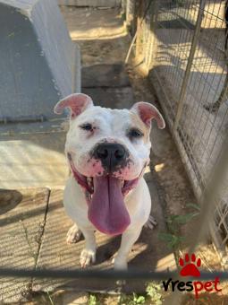 Ράτσα: Πίτ μπούλ - pitbull | Ηλικία: 2 ετών | Φύλο: Θηλυκό | Αρ. Microchip: 000000000 | Περιοχή: Νίκαια Άγιος Ιωάννης Ρέντης, Αττική