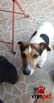 Ράτσα: Τζακ Ράσελ Τεριέ - Jack Russell Terrier | Ηλικία: 5+ | Φύλο: Αρσενικό | Αρ. Microchip: 9292827338 | Για ζευγάρωμα | Περιοχή: Αθήνα, Αττική