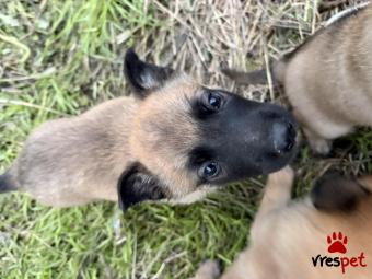 Ράτσα: Βελγικός Ποιμενικός Μαλινουά - Belgian Malinois | Ηλικία: 2 μηνών | Φύλο: Θηλυκό | Αρ. Microchip: 0 | Ιδιώτης | Περιοχή: Κιλκίς, Μακεδονία