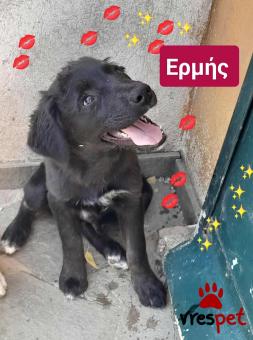 Ράτσα: Λαμπραντόρ - Labrador | Ηλικία: 3 μηνών | Φύλο: Αρσενικό | Αρ. Microchip: 9012362545478 | Ημίαιμο | Περιοχή: Λαυρεωτική, Αττική