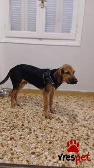 Ράτσα: Λαμπραντόρ - Labrador | Ηλικία: 3 μηνών | Φύλο: Αρσενικό | Αρ. Microchip: Δεν έχει  | Ιδιώτης | Περιοχή: Κορυδαλλός, Αττική