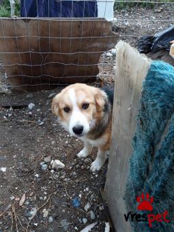 Ράτσα: Κόλι - Collie | Ηλικία: 6 μηνών | Φύλο: Αρσενικό | Αρ. Microchip: 447810000000225 | Ημίαιμο | Περιοχή: Αγιά, Θεσσαλία