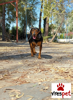 Ράτσα: Ελληνικός Ιχνηλάτης - Γκέκας | Ηλικία: 3 ετών | Φύλο: Θηλυκό | Αρ. Microchip: - | Ημίαιμο | Περιοχή: Νέα Σμύρνη, Αττική