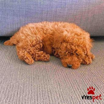 Ράτσα: Κανίς Βερικοκί - Caniche apricot | Ηλικία: 2,5 μηνών | Φύλο: Θηλυκό | Αρ. Microchip: 902208012080308 | Ιδιώτης | Εκπαιδευμένο | Pedigree | Περιοχή: Αθήνα, Αττική