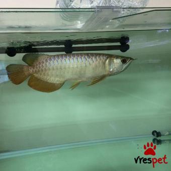 Είδος: Υδρόβια Ζώα | Ιδιώτης | Περιοχή: Αθήνα, Αττική