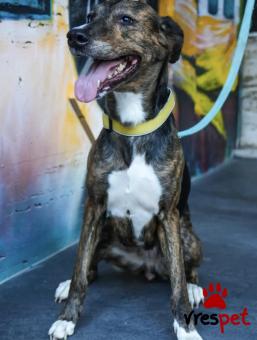 Ράτσα: Άγνωστο - Ημίαιμο | Ηλικία: 5+ | Φύλο: Θηλυκό | Αρ. Microchip: - | Περιοχή: Νέα Σμύρνη, Αττική